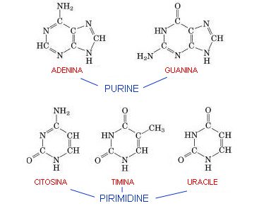 Purine e pirimidine dei nucleotidi