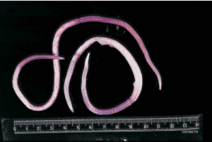 Corpi di grandi dimensioni, non segmentati a sezione circolare, da cui deriva il nome comune di vermi cilindrici