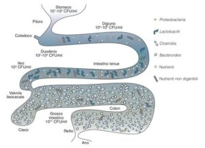 Microbiota Intestinale Umano: Equilibrio E Benessere