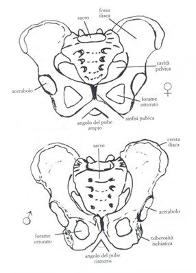 Differenze morfologiche tra bacino maschile sulla destra e femminile sulla sinistra esaminate dagli antropologi forensi 