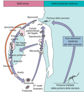 Le cinque specie di plasmodi che infettano l'uomo sono P. falciparum, P. knowlesi, P. vivax, P.ovale e P.malarae che condividono lo stesso ciclo biologico illustrato in figura