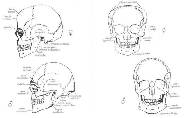 Differenze morfologiche tra cranio maschile sulla destra e femminile sulla sinistra esaminate dagli antropologi forensi 