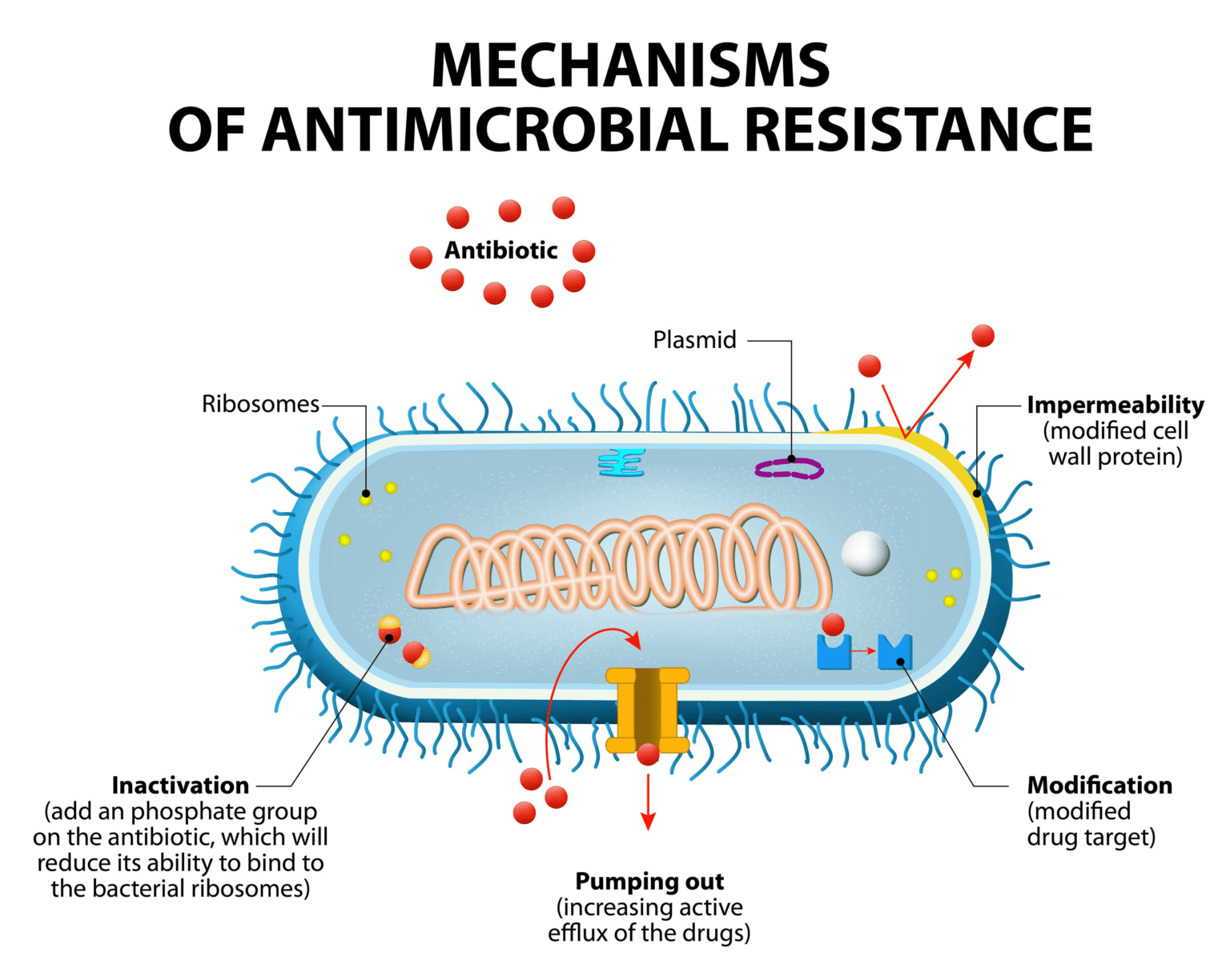 Resistente Agli Antibiotici : Attraverso Quali Meccanismi?