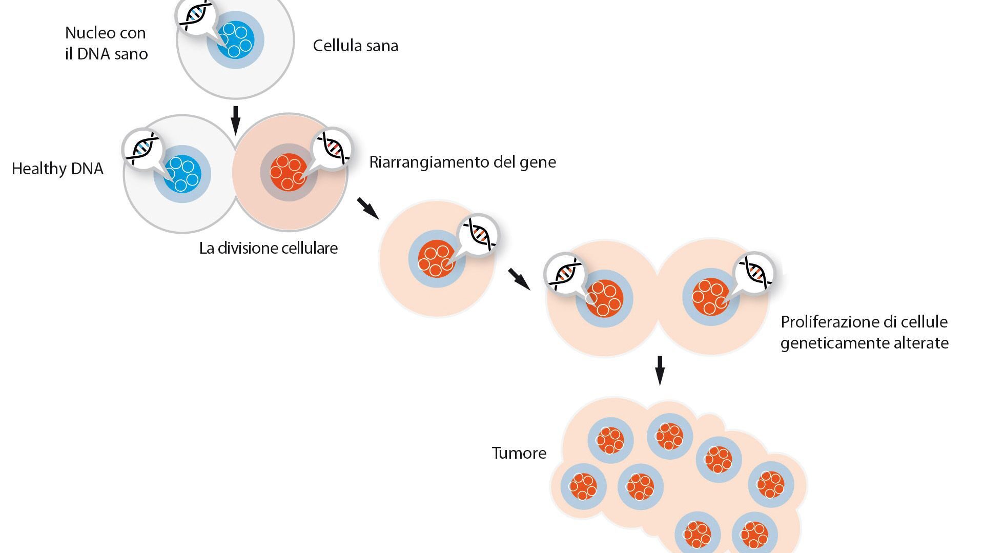 proliferazione cellule tumorali