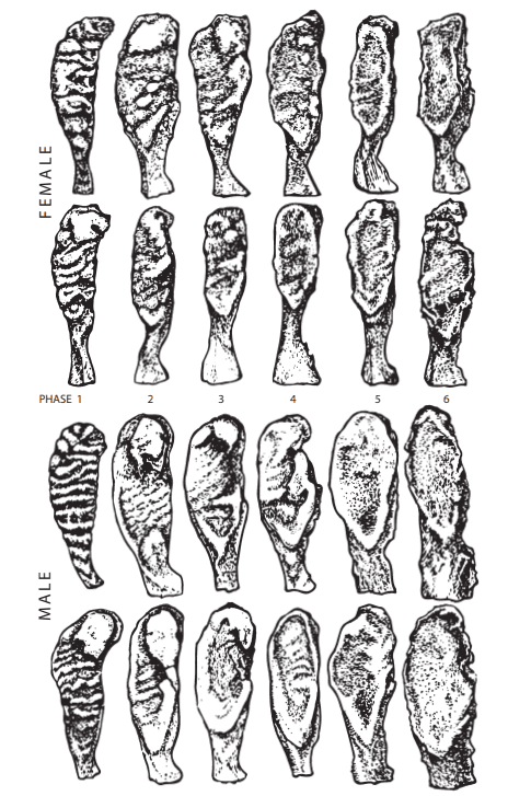 Variazioni morfologiche della sinfisi pubica nel corso degli anni.