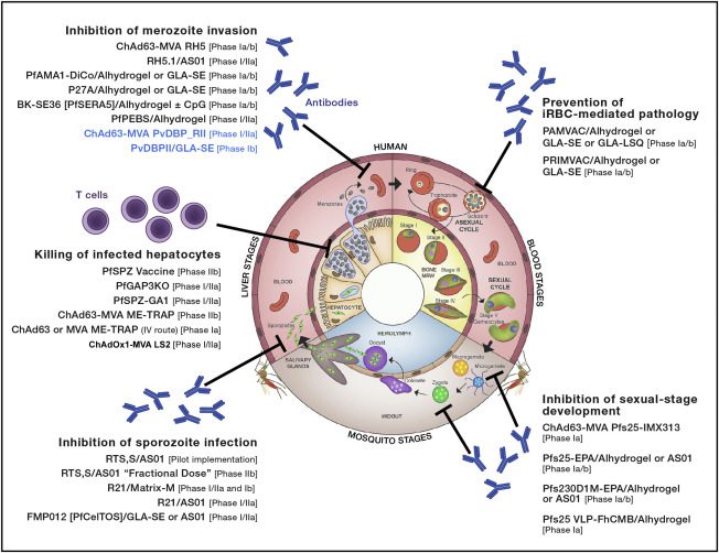 Un'infografica sui target molecolari dei vaccini contro la malaria