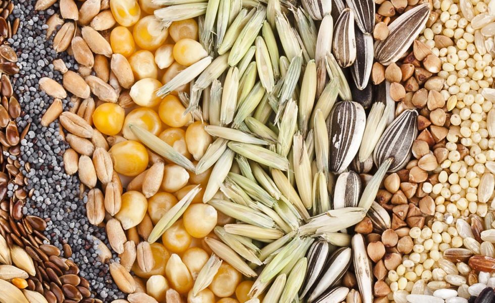 Cereali: matrici alternative all’utilizzo del solo grano per la creazione di nuovi prodotti da forno [Fonte: https://www.biodistrettovallecamonica.it/le-produzioni-agroalimentari-della-vallecamonica/]