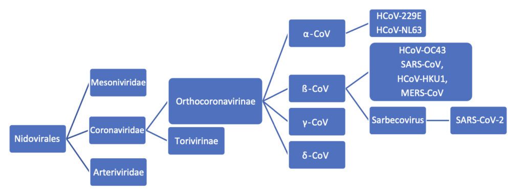 Classificazione dei coronavirus umani e di SARS-CoV-2