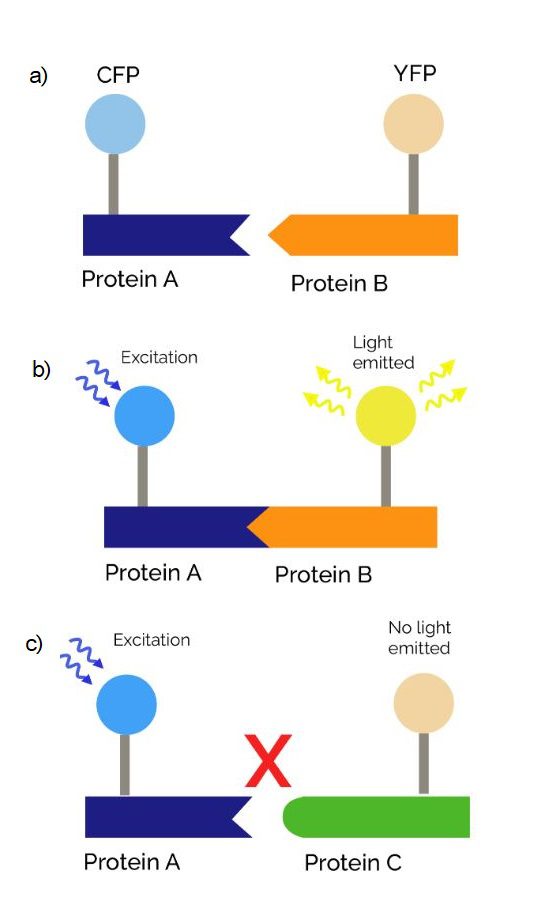 Proteine A e B associate ai relativi fluorofori (a). Fluorescenza in presenza di legame (b). Nessuna fluorescenza in assenza di legame (c)