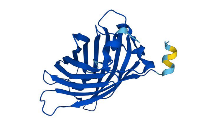 Proteina verde fluorescente