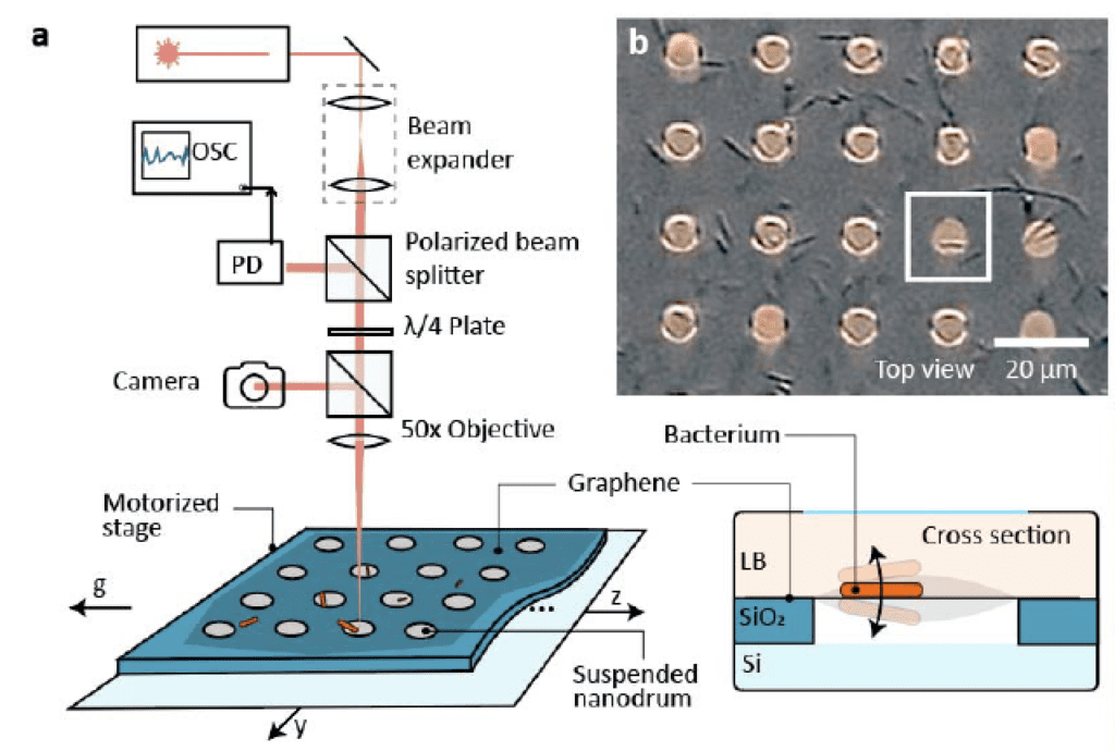 Rappresentazione grafica del sistema di misura per il rilevamento dei nano-movimenti (a) e immagine al microscopio ottico di una matrice di nano-timpani con Escherichia coli adesi