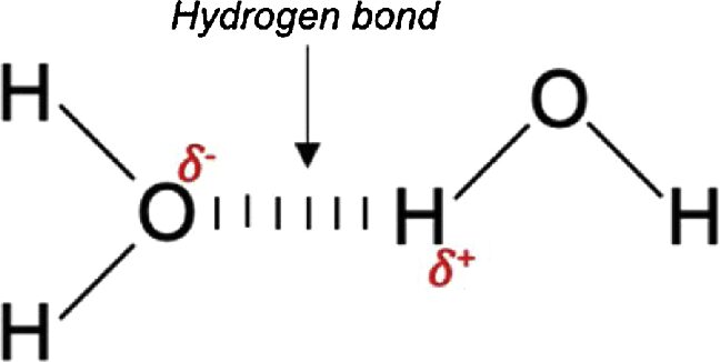 Esempio di legame secondario: legame idrogeno tra due molecole di acqua.
