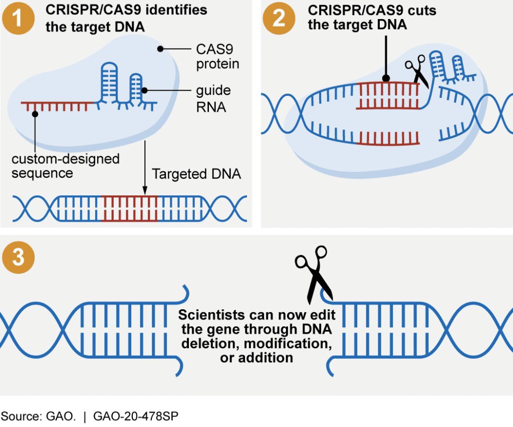 Fasi schematiche dei sistemi CRISPR/cas9 che consentono agli scienziati di apportare modifiche mirate al DNA di un organismo. 