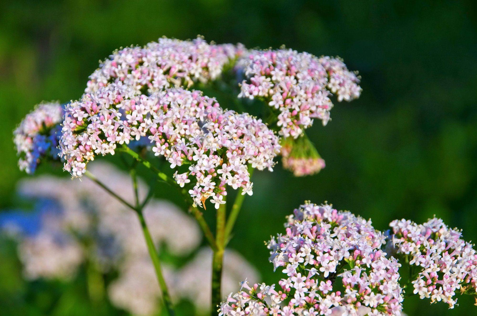 valeriana pianta