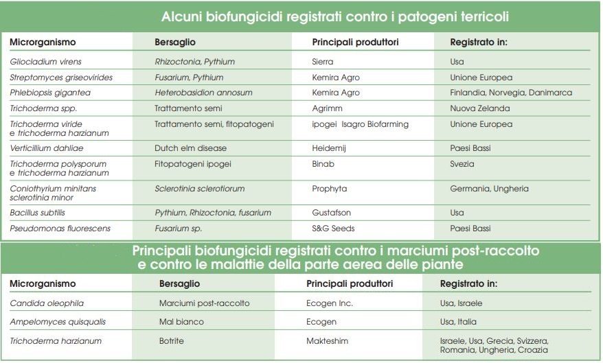 Fig. 2 - Di seguito sono elencati alcuni biofungicidi registrati contro i patogeni terricoli e principali biofungicidi registrati contro i marciumi post-raccolta e contro le malattie della parte area delle piante 
Fonte: [CHI_lug_C&aloi_XP (chim.it)]