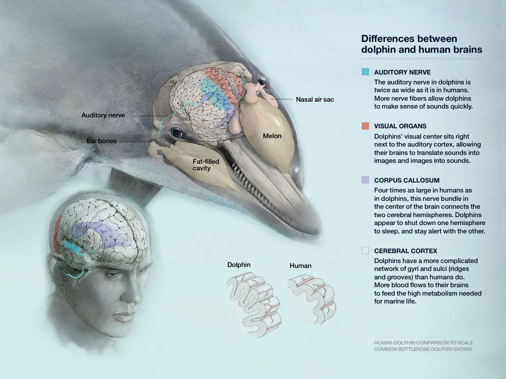 Confronto tra il cervello dei Delfini e quello Umano