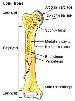 Anatomia delle Ossa Lunghe