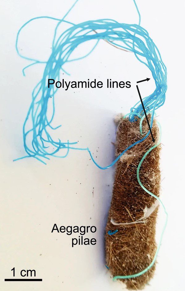 La pianta marina Posidonia oceanica intrappola la plastica. Nell'immagine una lenza (costituita da poliammide – PA)intrappolata nelle seaballs (o aegagropilae).