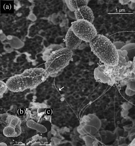Cellule di Streptococcus pneumoniae, noto anche come Pneumococco, osservate al microscopio elettronico a scansione