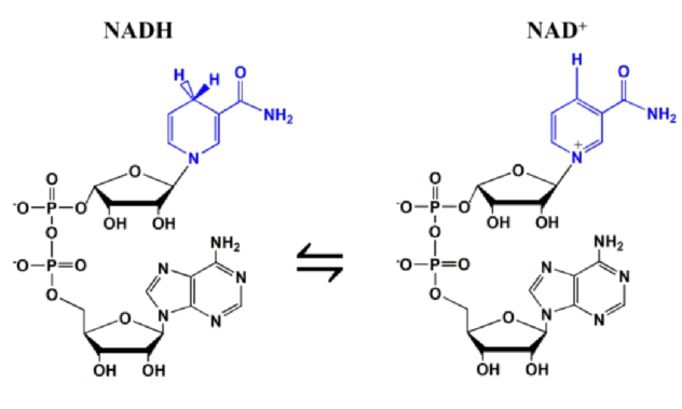 Rappresentazione schematica della molecola della nicotinamide adenin dinucleotide nella sua forma ridotta (NADH) e ossidata (NAD+).