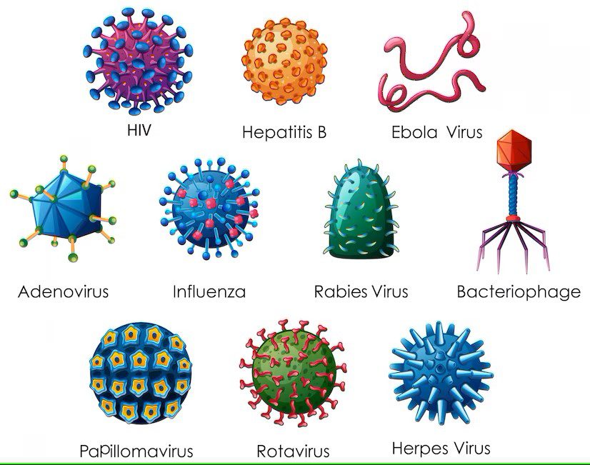 Diversi virus che infettano l'uomo