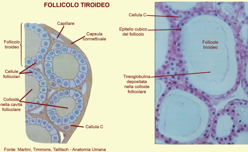 Rappresentazione follicoli tiroidei contenenti la tireoglobulina precursore degli ormoni tiroidei