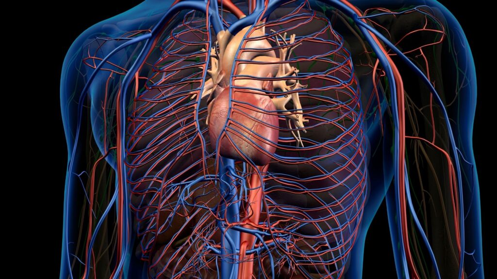 Struttura delle Arterie e delle Vene