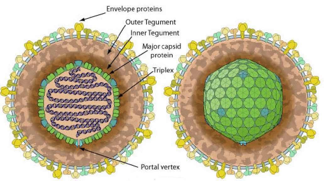 Koi Herpesvirus Scheda Virologica Ed Approfondimenti   Koi Herpesvirus Struttura 1 