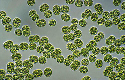 Cellule del microrganismo Microcystis aeruginosa, molti di questi cianobatteri si stanno dividendo