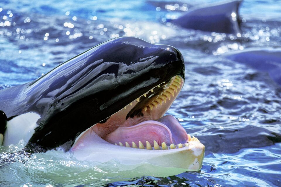 Particolare della bocca di O. orca.