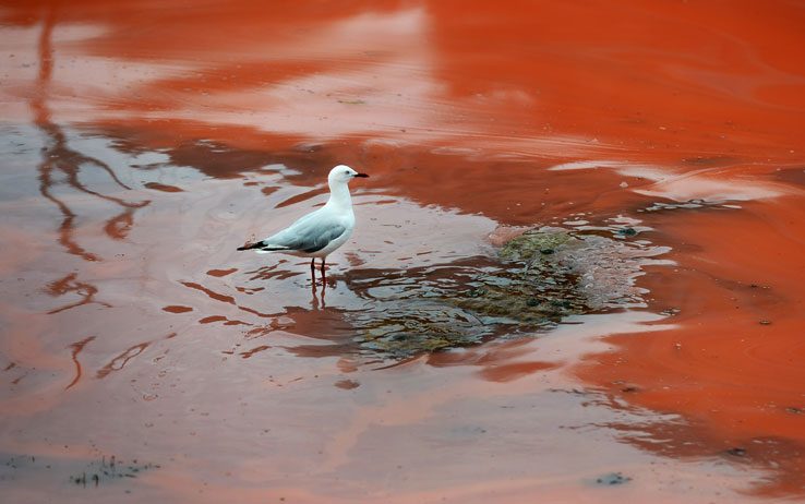 Quando avvengono le fioriture algali, chiamate maree rosse, si verifica un aumento delle tossine.