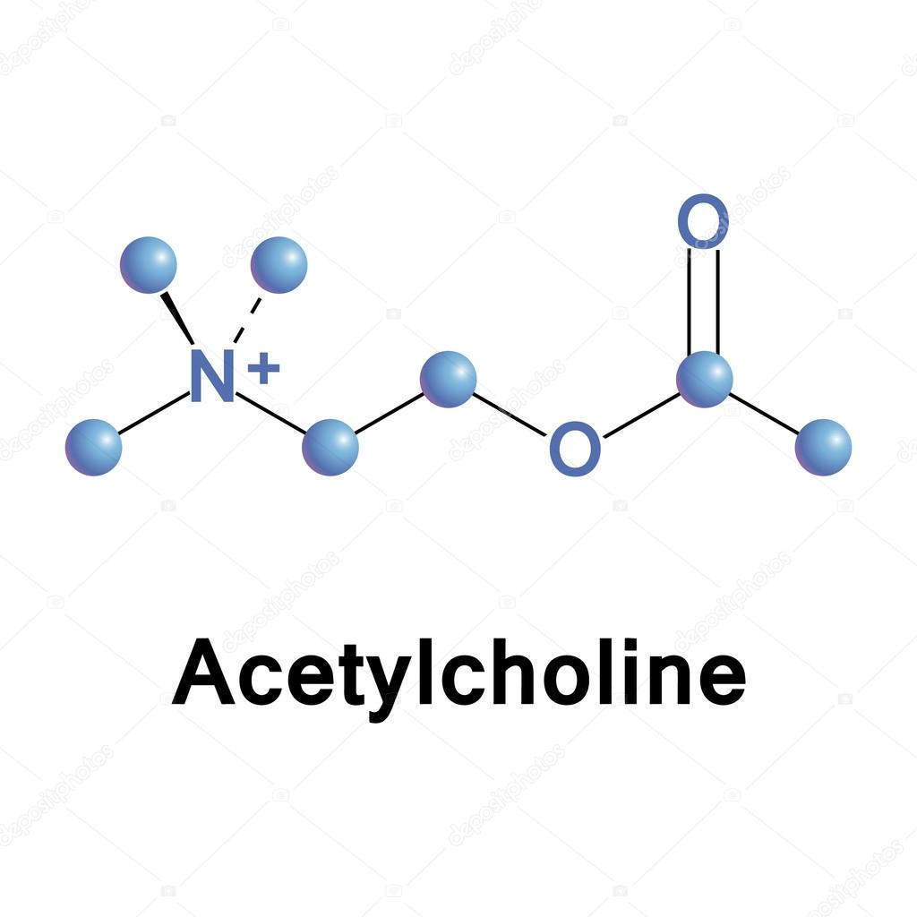 Struttura molecolare dell'acetilcolina, il neurotrasmettitore responsabile della trasmissione colinergica