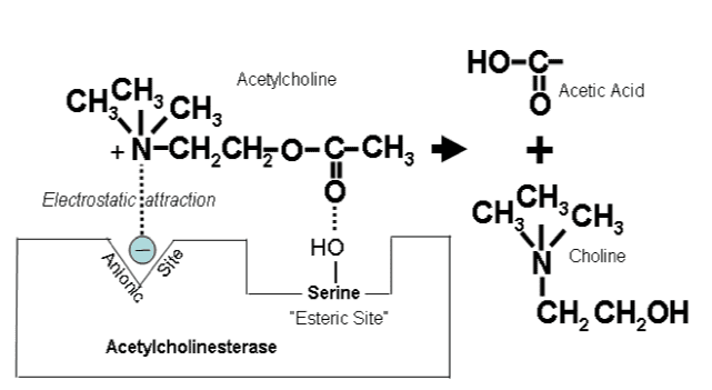 Reazione di degradazione dell'acetilcolina