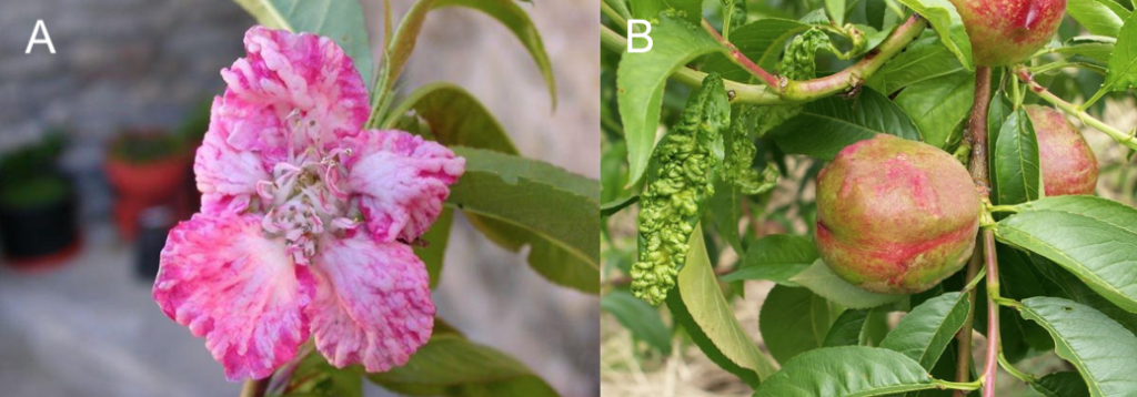 Sintomi da bolla del pesco sul fiori (A) e frutti (B) di Prunus persica