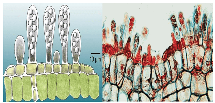 A destra disegno schematico di cellule del micelio e aschi di T. deformans e a sinistra immagine al microscopio ottico