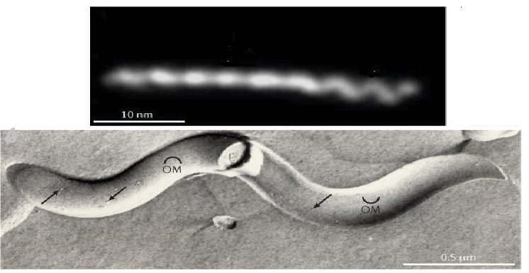 Morfologia del batterio Treponema pallidum 