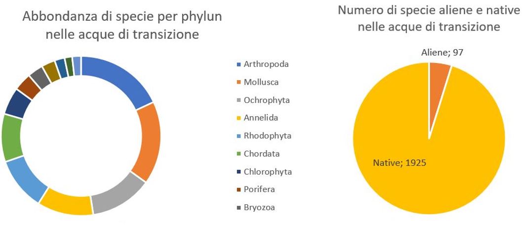 Specie per phylum (a sinistra) e confronto tra specie aliene e native (a destra) nelle acque di transizione italiane.