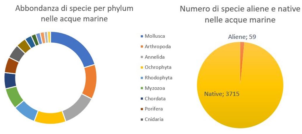 Specie per phylum (a sinistra) e confronto tra specie aliene e native (a destra) nelle acque marine italiane.