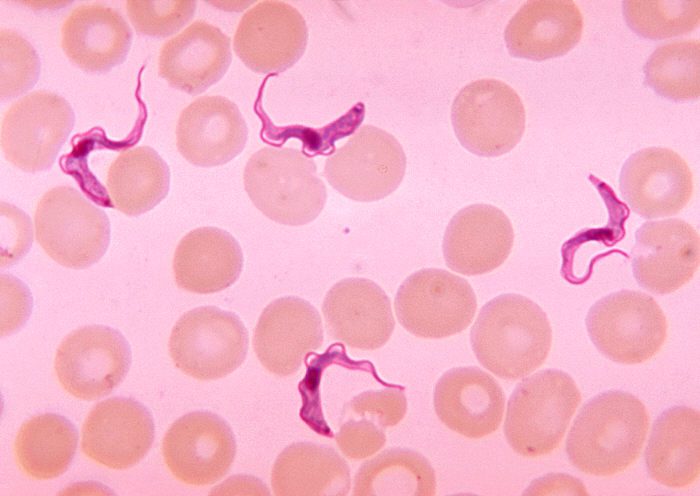 Tripanosomi, agenti di parassitosi. Esemplari di Trypanosoma brucei in uno striscio di sangue prelevato da un paziente affetto da tripanosomiasi africana. Colorazione di Giemsa, immagine al microscopio ottico