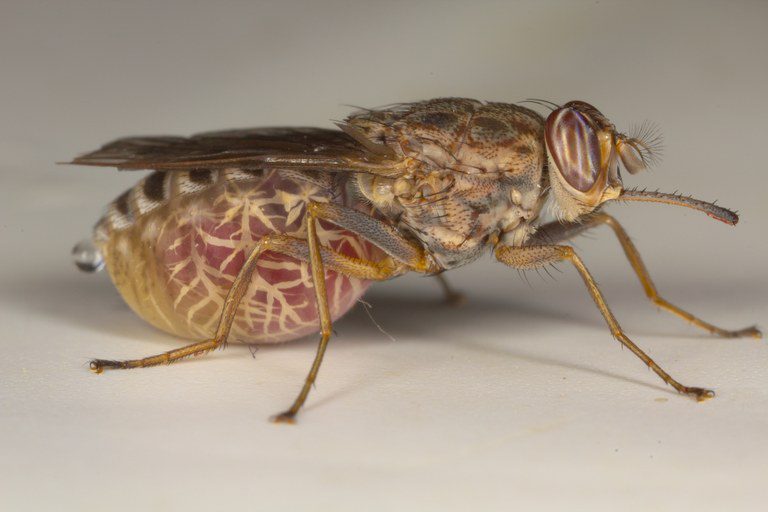 La mosca tse-tse Glossina morsitans, ospite intermedio di T. brucei e vettore della malattia del sonno