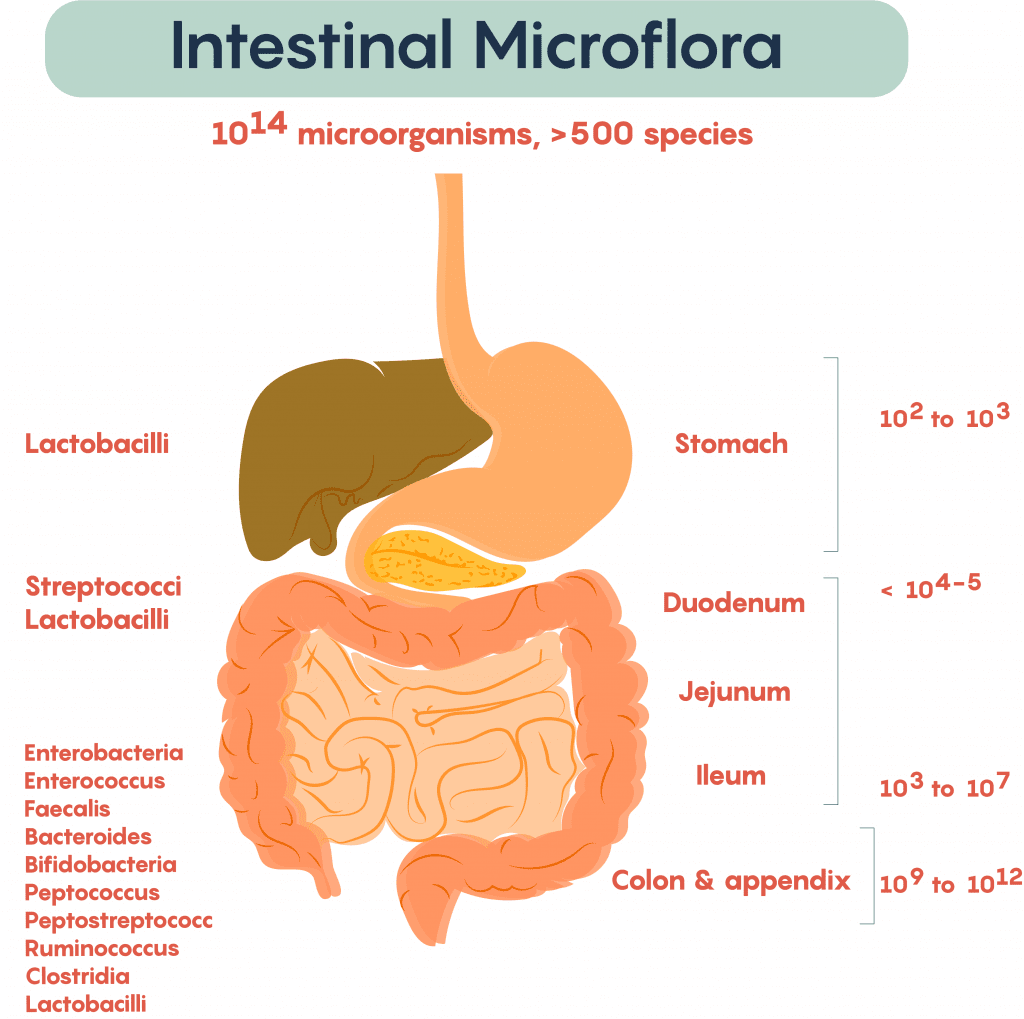 Composizione microbiota intestinale 