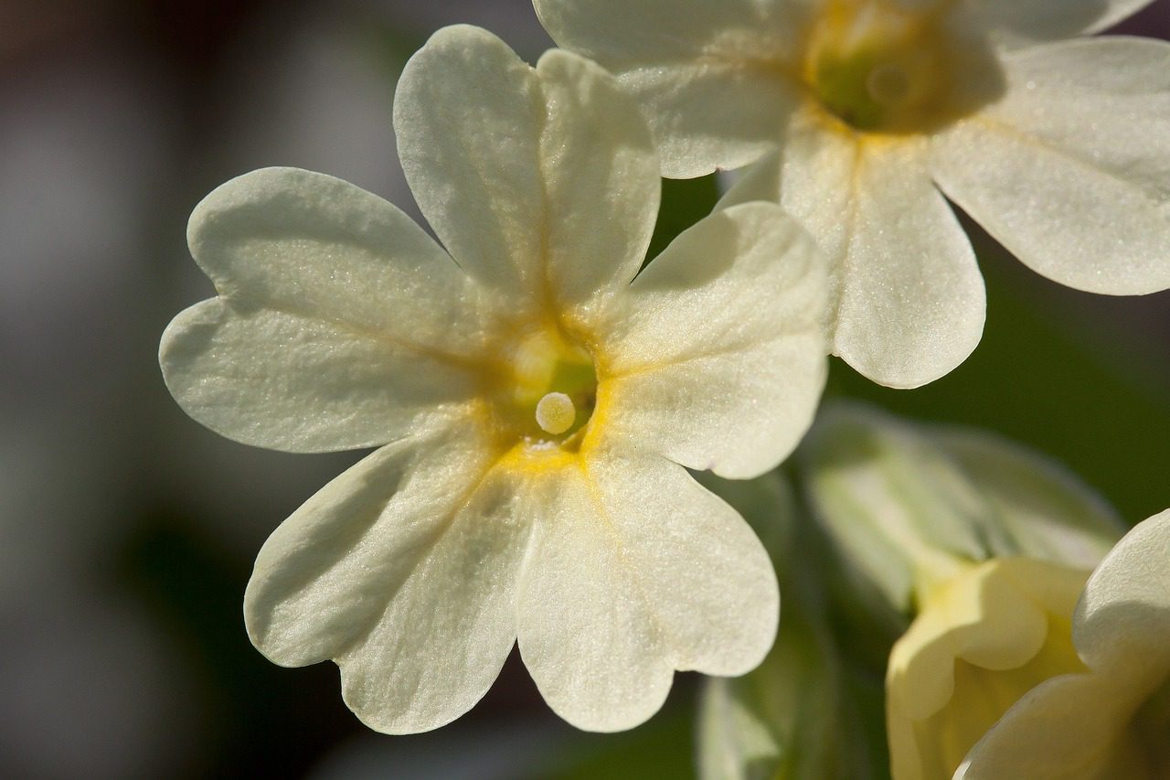 Primula della sera (Oenothera pallida). I nitrati alterano  il profumo dei fiori di questa pianta.