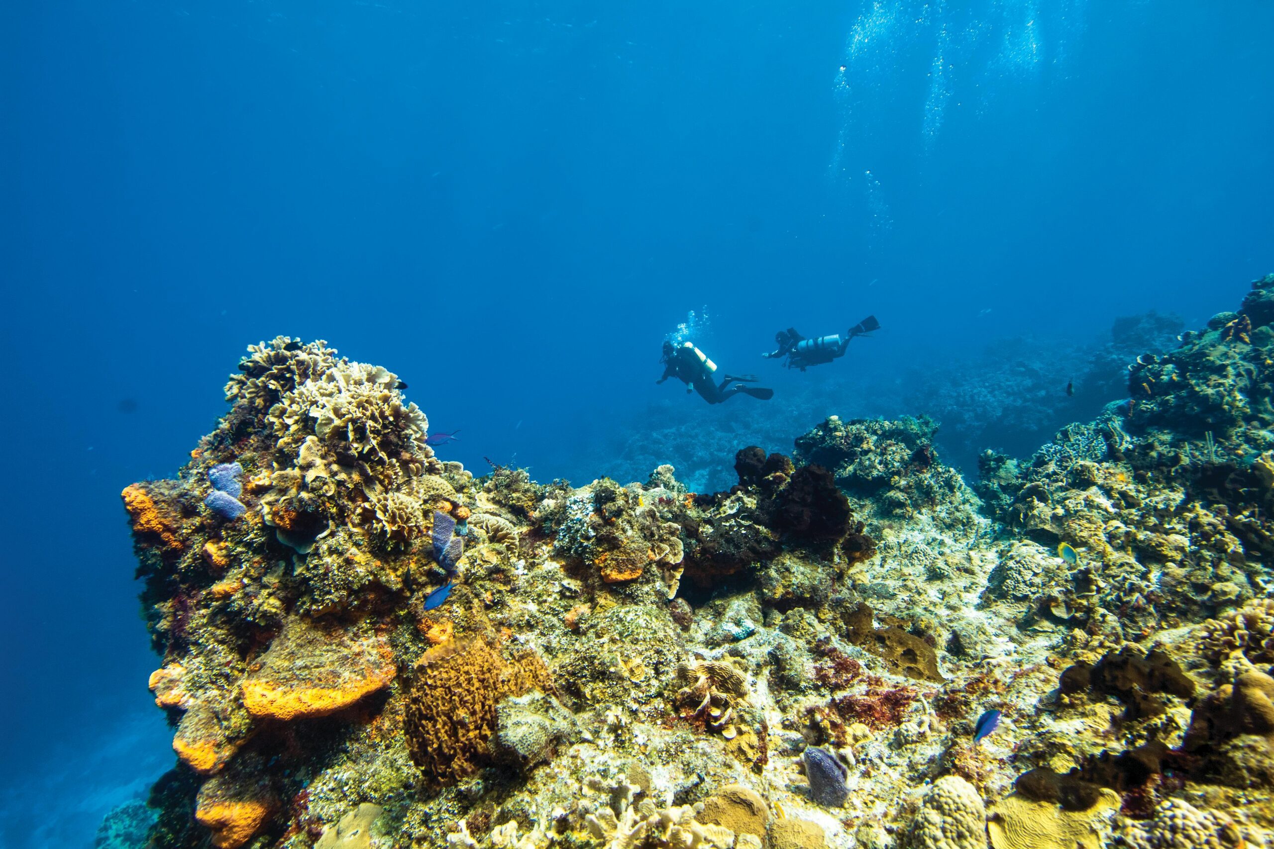 Il coinvolgimento dei subacquei è un esempio virtuoso di citizen science. Il loro lavoro ha aiutato i ricercatori a capire come la pesca minaccia i cavallucci marini italiani. 