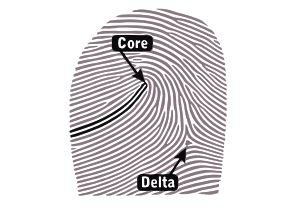 Core e delta delle impronte 