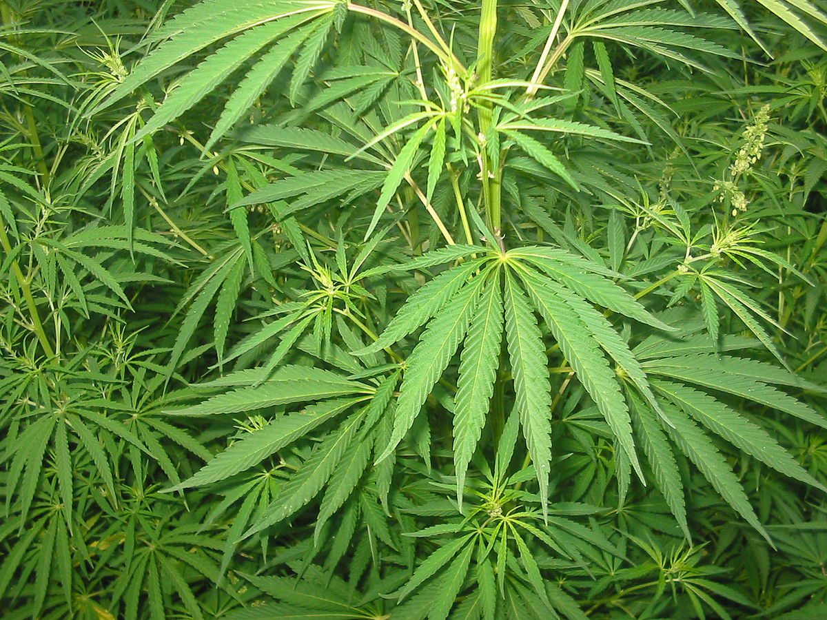 Effetti della Cannabis sul Nostro Corpo
