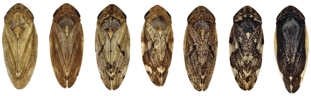 Le diverse colorazioni del dorso di Philaenus spumarius.