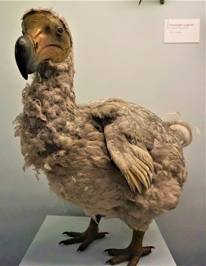 Il dodo animale estinto impagliato del Museo di Storia naturale di Londra.