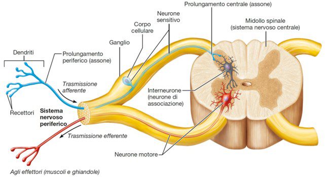 Immagine illustrativa dei neuroni presenti nella sostanza grigia del midollo spinali. Quelli implicati nella trasmissione efferente sono neuroni motori mentre quelli presenti in corrispondenza delle corna posteriori sono implicati nella trasmissione afferente e sono neuroni sensitivi.