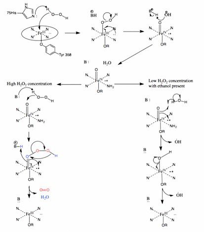 Meccanismi d'azione della catalasi: in presenza di alti e bassi livelli di perossido d'idrogeno