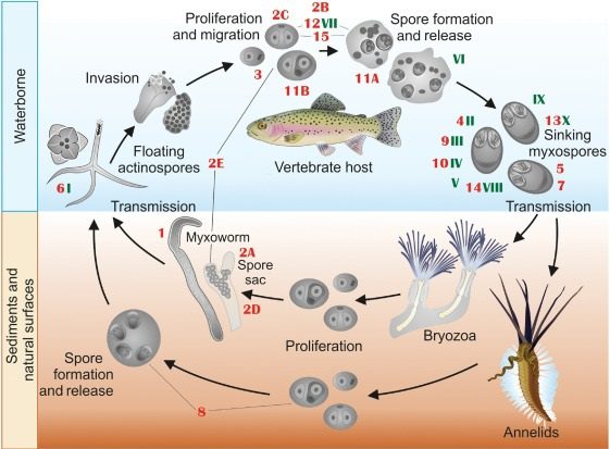 Ciclo biologico dei parassiti Myxozoa. I numeri indicati si riferiscono ad analisi molecolari svolte sui singoli stadi di sviluppo